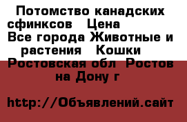 Потомство канадских сфинксов › Цена ­ 15 000 - Все города Животные и растения » Кошки   . Ростовская обл.,Ростов-на-Дону г.